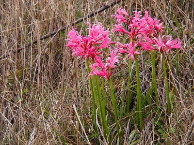 [Growing among the tall wheat-colored grasses are plants with green stalkes and a profusion of bright pink blooms at the top. These may be a type of day-lily plant.]